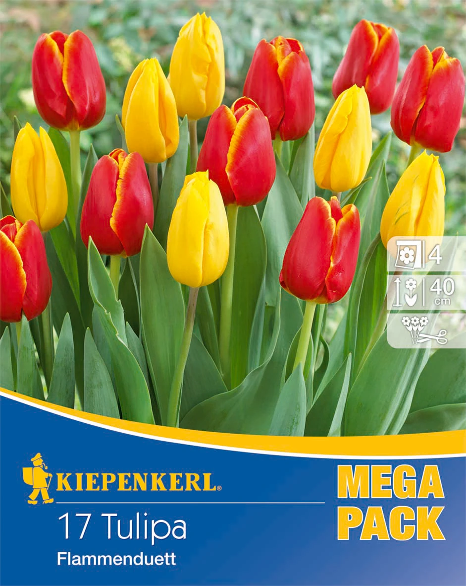 Mega-Pack Flammenduett Triumphtulpe (17 Stück) | Tulpenzwiebeln Von Kiepenkerl – Bild 2
