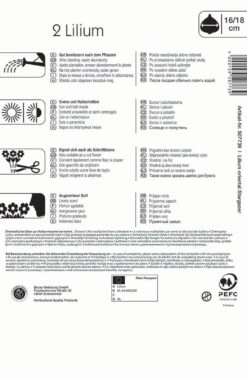 Oriental-Lilie Stargazer (2 Stück) | Lilienzwiebeln Von Kiepenkerl