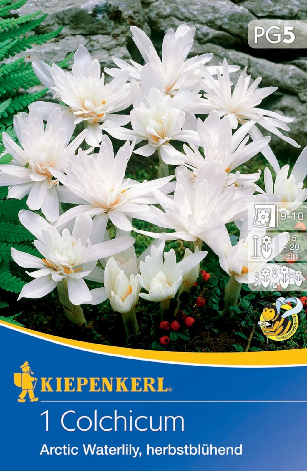 Herbstzeitlose Arctic Waterlily (1 Stück) | Herbstzeitlosen Von Kiepenkerl – Bild 2