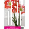Ritterstern Minerva (1 Stück) | Amaryllis Von Young Generation