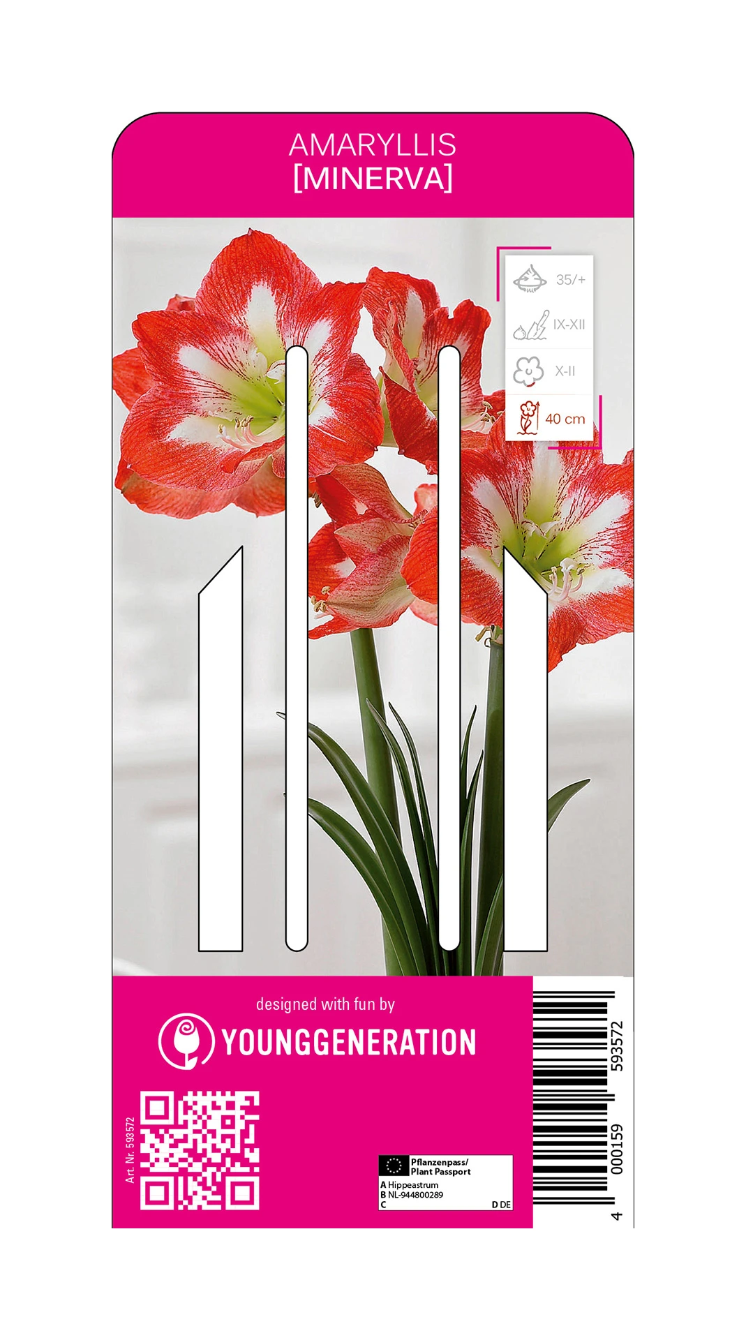 Ritterstern Minerva (1 Stück) | Amaryllis Von Young Generation