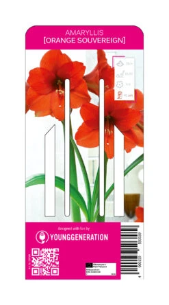 Ritterstern Orange Souvereign (1 Stück) | Amaryllis Von Young Generation
