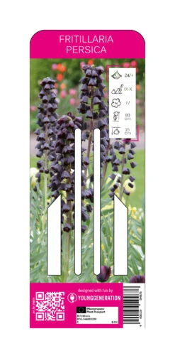 Persische Kaiserkrone (1 Stück) | Fritillarianzwiebeln Von Young Generation