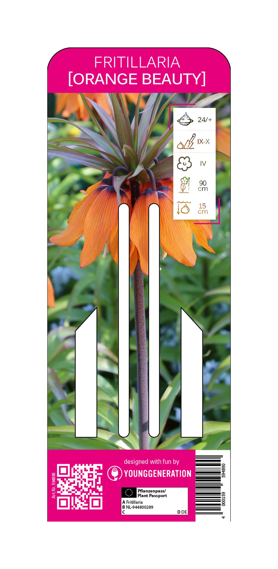 Kaiserkrone Orange Beauty (1 Stück) | Fritillarianzwiebeln Von Young Generation