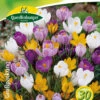 Großblumige Krokusse Prachtmischung (20 Stück) | Krokuszwiebeln Von Quedlinburger