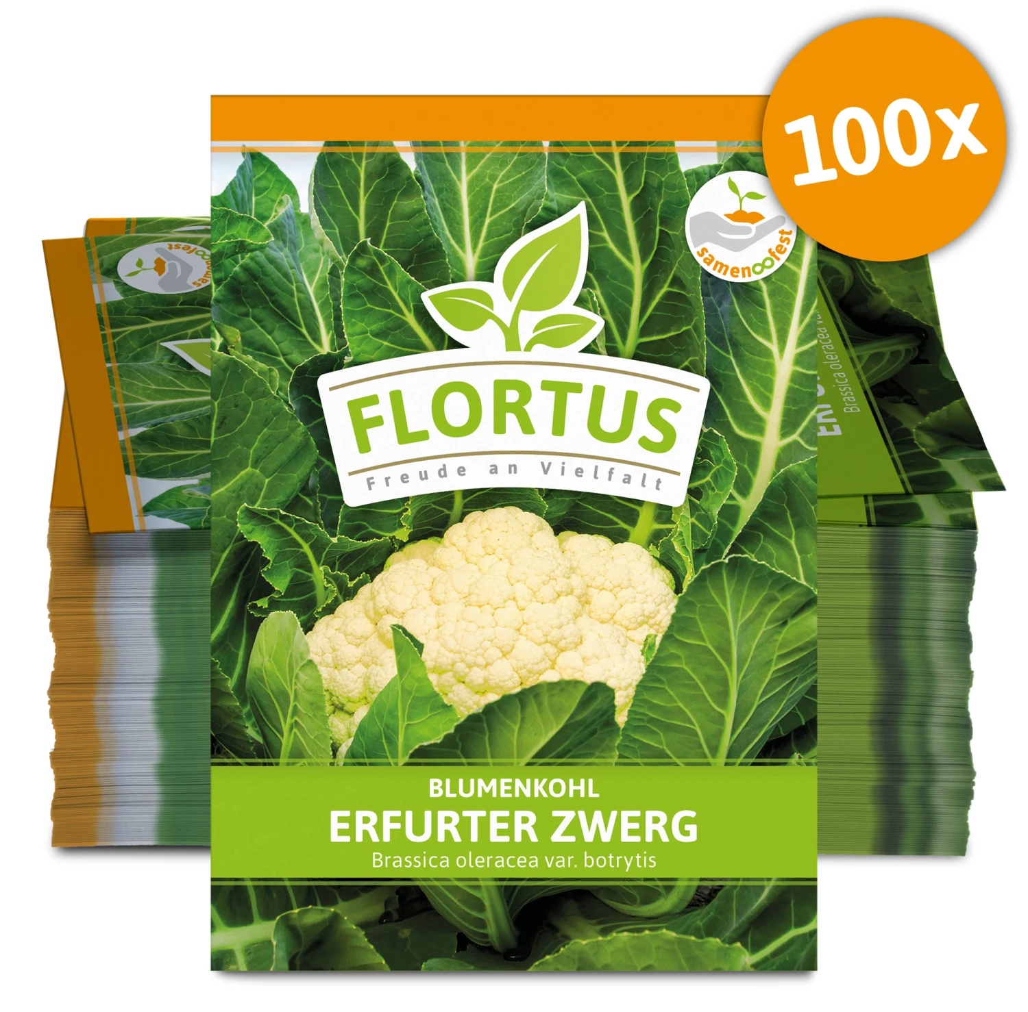 Blumenkohl Erfurter Zwerg (100 Stück) | Blumenkohlsamen Von FLORTUS