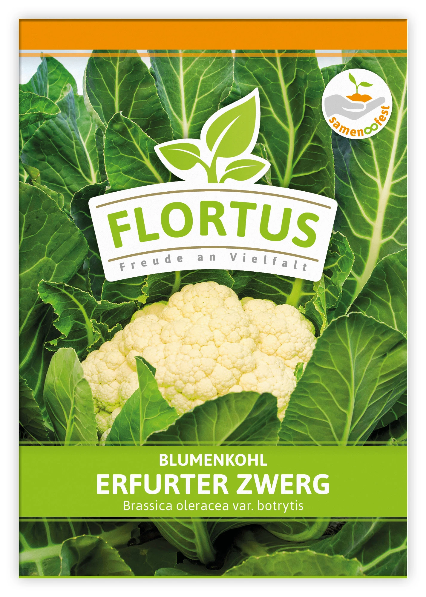 Blumenkohl Erfurter Zwerg (100 Stück) | Blumenkohlsamen Von FLORTUS – Bild 3
