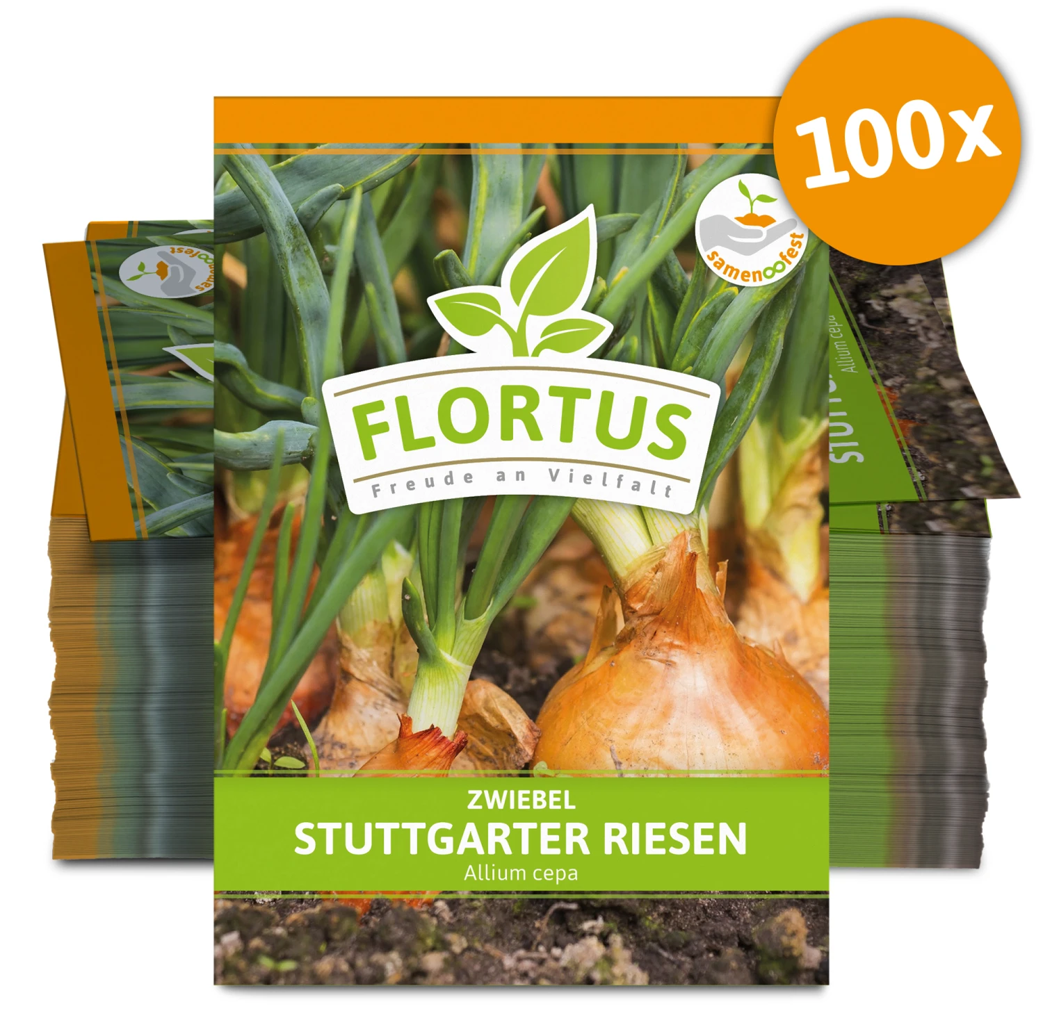 Zwiebel Stuttgarter Riesen (100 Stück) | Zwiebelsamen Von FLORTUS – Bild 3
