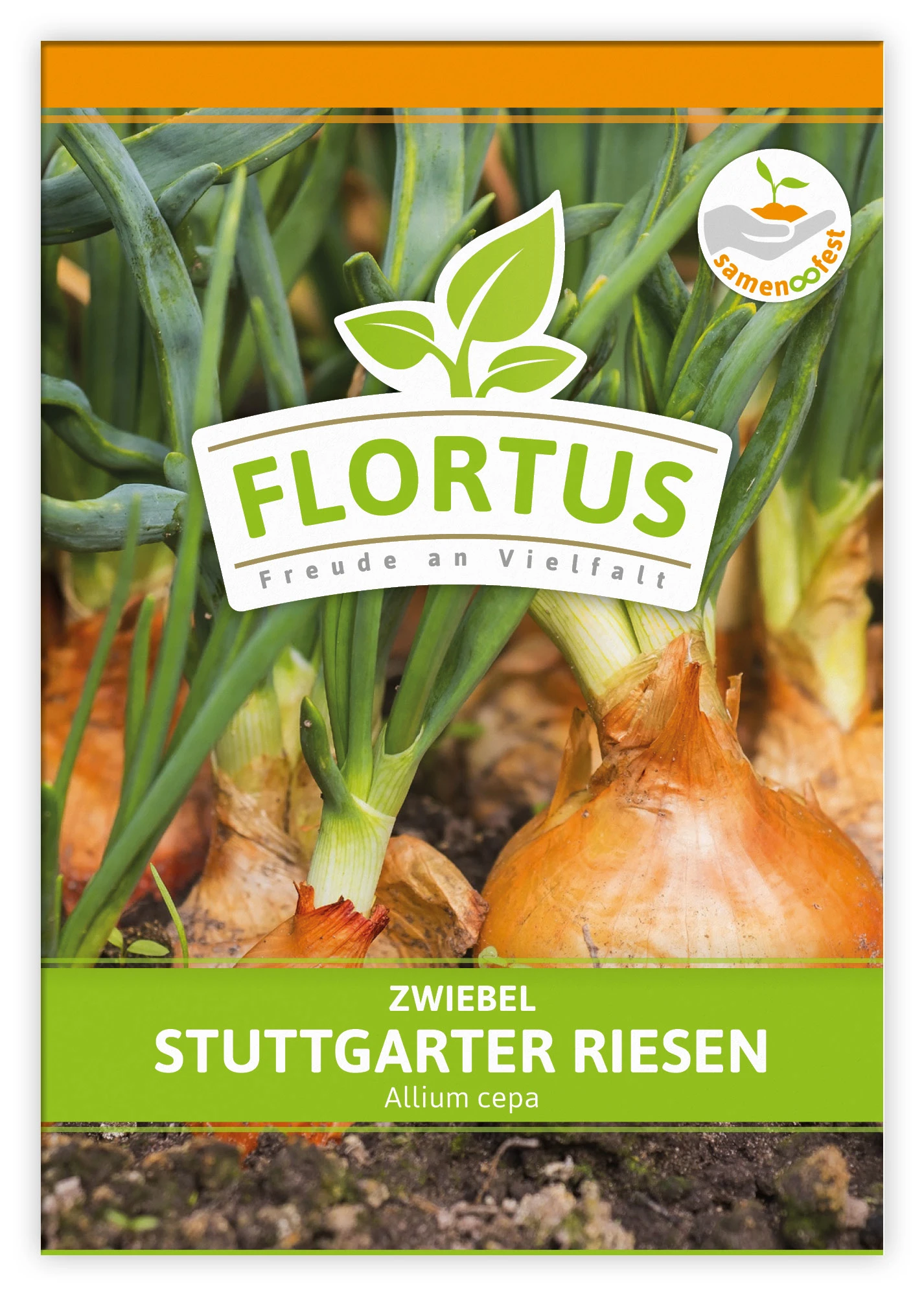 Zwiebel Stuttgarter Riesen (100 Stück) | Zwiebelsamen Von FLORTUS – Bild 2