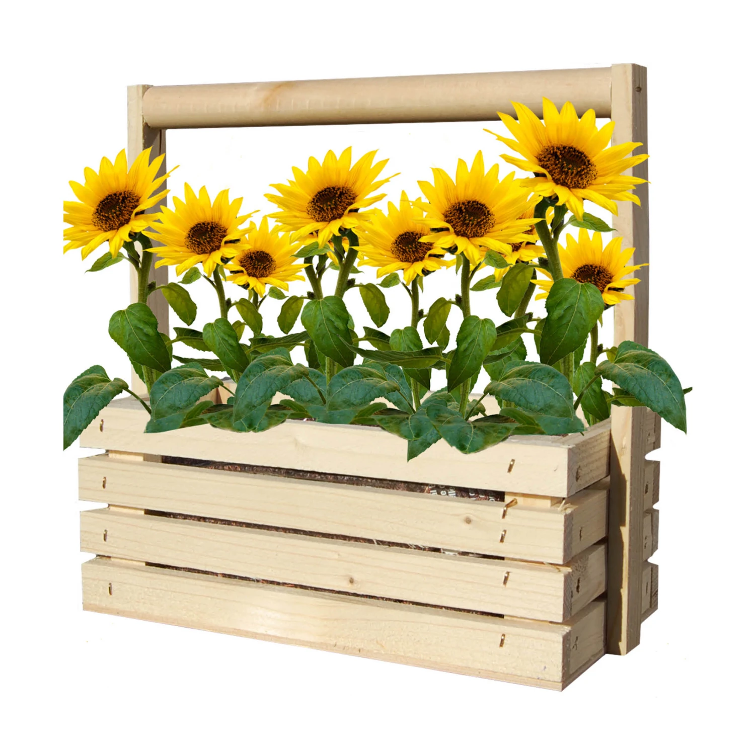 Fresh-Farm Sonnenblume Mini | Anzuchtsets Von Baza – Bild 2