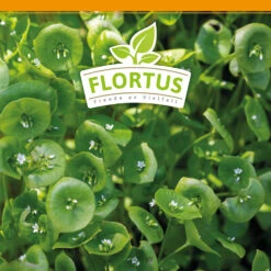 Winterportulak Postelein (100 Tütchen) | Portulaksamen Von FLORTUS