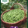 Grüne Bohne Cogito | Bohnensamen Von Nelson Garden