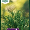 Haarästige Ripsenhirse Frosted Explotion | Gräsersamen Von Nelson Garden