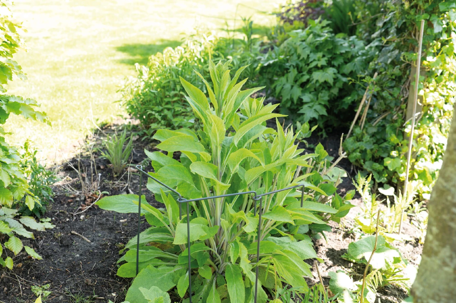 Pflanzenstütze (30 X 76 Cm) | Blumenpflege Von Sogo