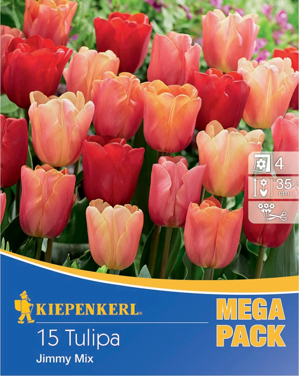 Mega-Pack Triumph-Tulpen Jimmy Mix (15 Stück) | Tulpenzwiebeln Von Kiepenkerl – Bild 2