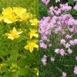 Stauden Bienenweide | BIO Bienenwiese Von Biobalu