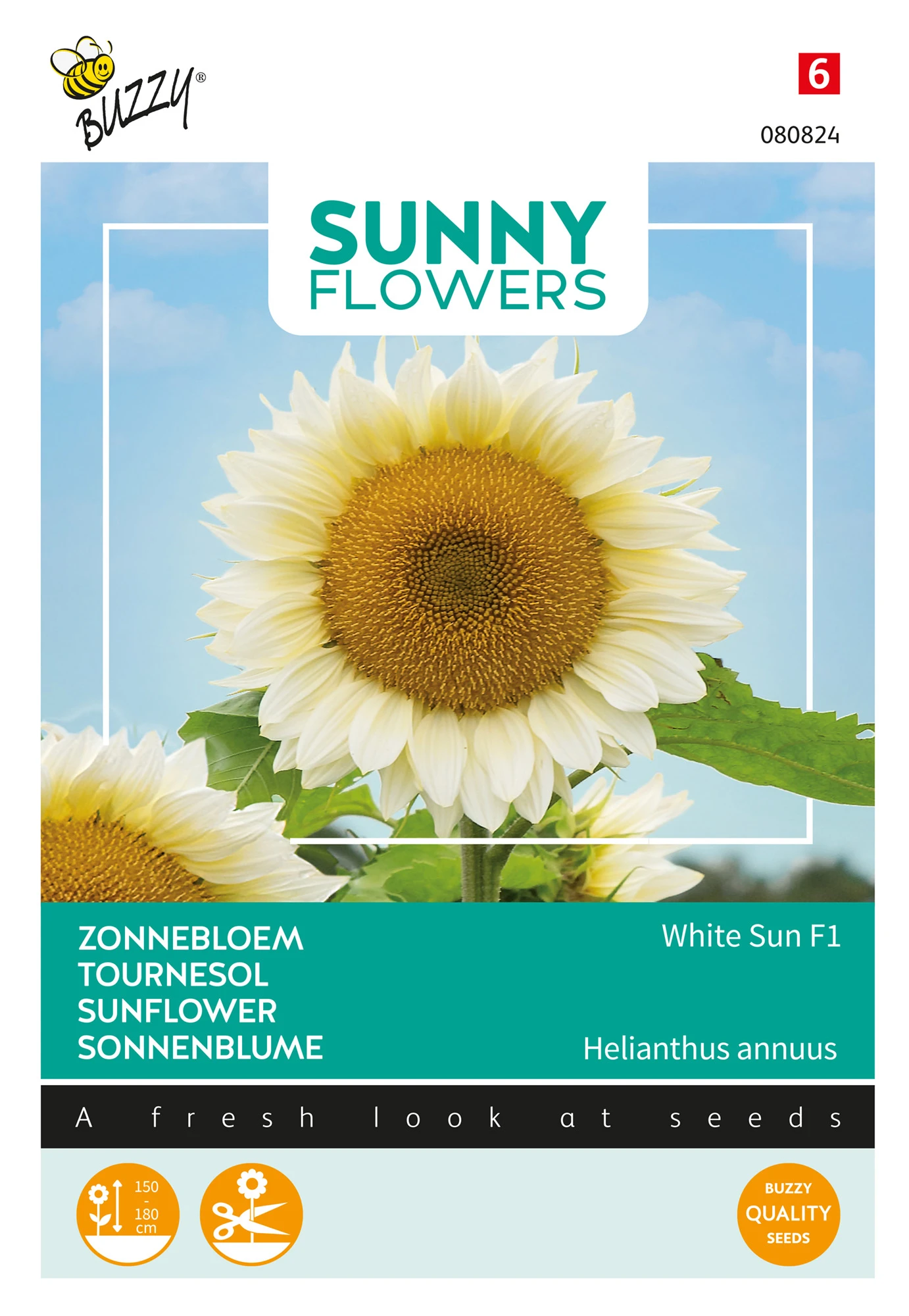 Sonnenblume White Sun F1 | Sonnenblumensamen Von Buzzy Seeds – Bild 2