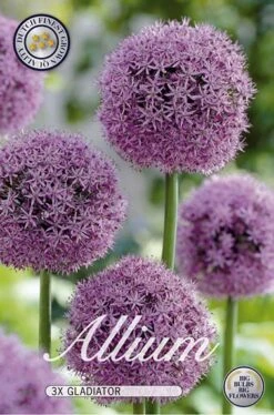 Zierlauch Gladiator (3 Stück) | Zierlauchzwiebeln Von Sam Van Schooten