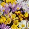 Krokus Botanical Mix (50 Stück) | Krokuszwiebeln Von Sam Van Schooten