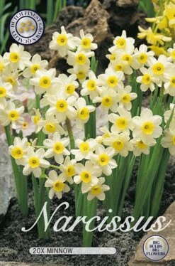 Narzisse Minnow (20 Stück) | Narzissenzwiebeln Von Sam Van Schooten