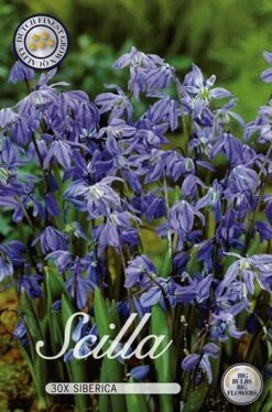 Sibirischer Blaustern (30 Stück) | Tulpenzwiebeln Von Sam Van Schooten