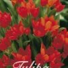 Tulpe Praestans Zwanenburg (25 Stück) | Tulpenzwiebeln Von Sam Van Schooten