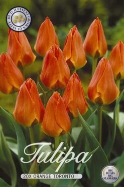 Tulpe Orange Toronto (20 Stück) | Tulpenzwiebeln Von Sam Van Schooten