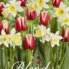 Tulpe/Narzisse Fairy Tale (20 Stück) | Blumenzwiebelmischungen Von Sam Van Schooten