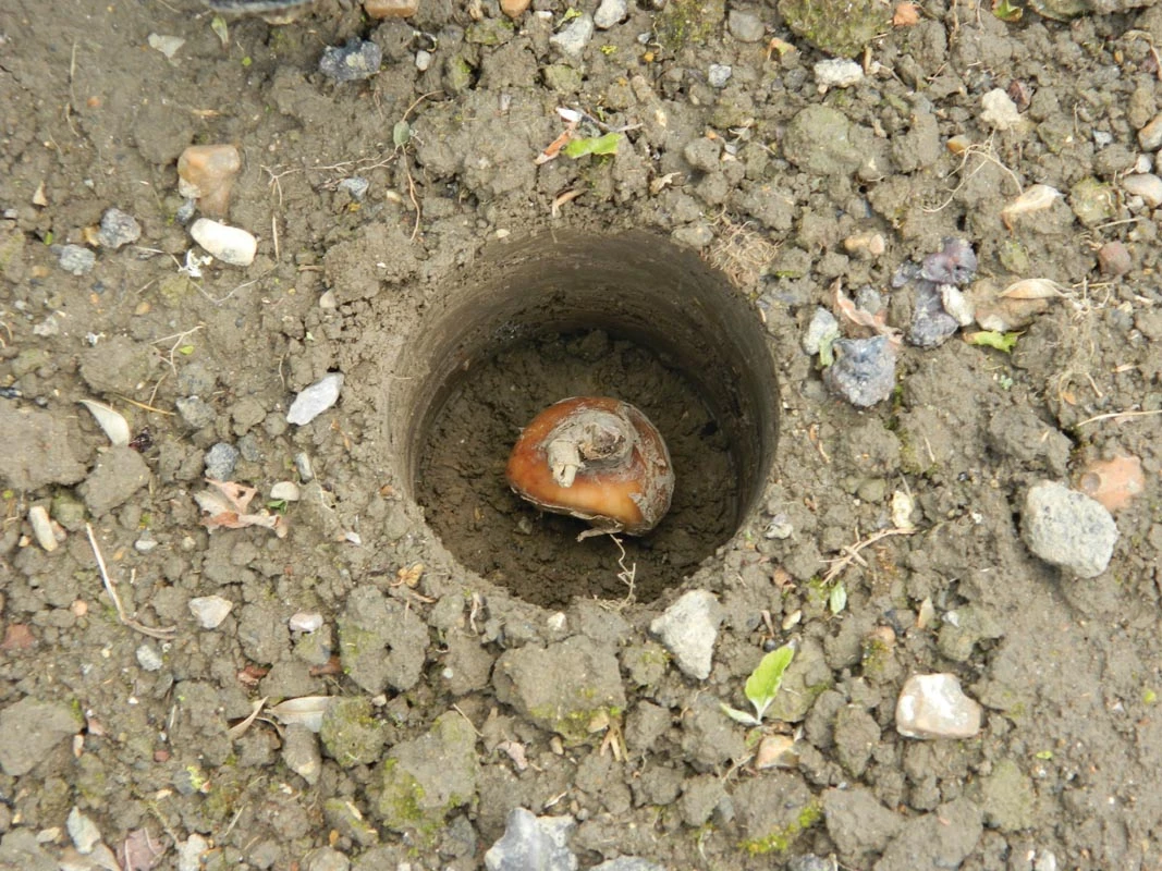 28 X 26 X 7,5 Cm Kurzstieliger Blumenzwiebel Pflanzer | Gartenzubehör Von Garland – Bild 9