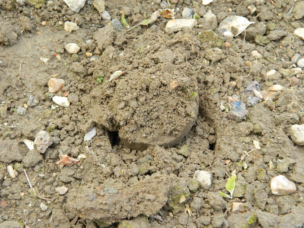 28 X 26 X 7,5 Cm Kurzstieliger Blumenzwiebel Pflanzer | Gartenzubehör Von Garland – Bild 5