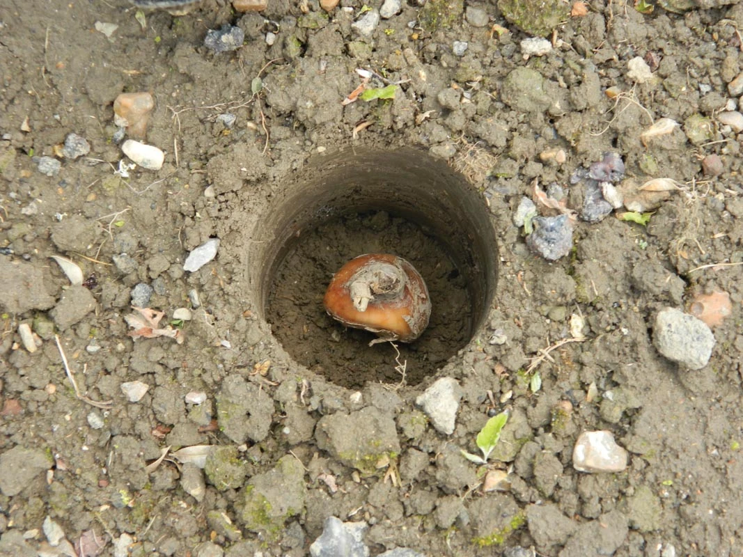88 X 30,5 X 7,5 Cm Langstieliger Blumenzwiebel Pflanzer | Gartenzubehör Von Garland – Bild 2