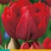 Tulpe Abba (7 Stück) | Tulpenzwiebeln Von Jub Holland