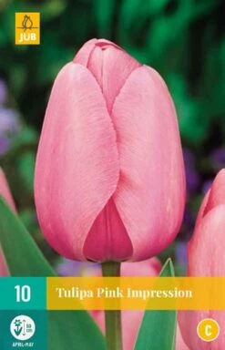 Tulpe Pink Impression (10 Stück) | Tulpenzwiebeln Von Jub Holland