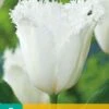 Tulpe Honeymoon (7 Stück) | Tulpenzwiebeln Von Jub Holland