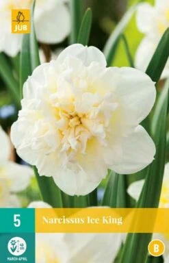 Narzisse Ice King (5 Stück) | Narzissenzwiebeln Von Jub Holland