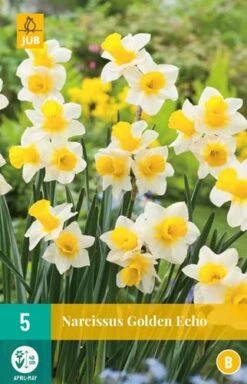 Narzisse Golden Echo (5 Stück) | Narzissenzwiebeln Von Jub Holland