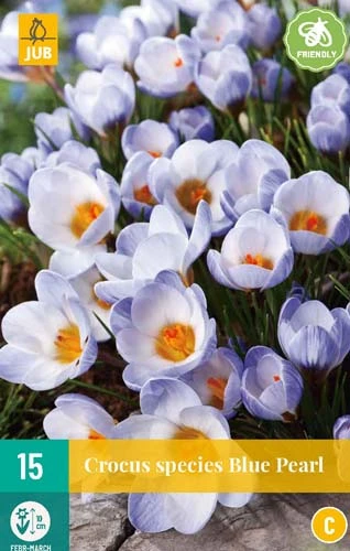 Krokus Blue Pearl (15 Stück) | Krokuszwiebeln Von Jub Holland