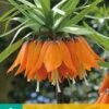 Fritillaria Imp. Aurora (1 Stück) | Kaiserkronenzwiebeln Von Jub Holland