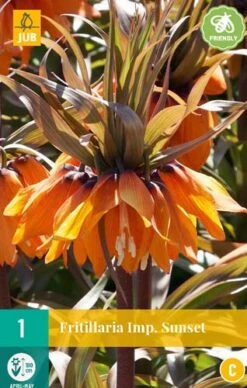 Fritillaria Imp. Sunset (1 Stück) | Kaiserkronenzwiebeln Von Jub Holland