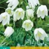 Fritillaria Meleagris Alba (10 Stück) | Kaiserkronenzwiebeln Von Jub Holland