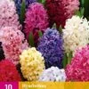 Hyazinthe Mix (10 Stück) | Hyazinthenzwiebeln Von Jub Holland