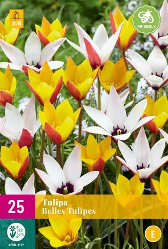 Tulpe Belles Tulipes (25 Stück) | Tulpenzwiebeln Von Jub Holland