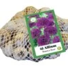 Zierlauch Purple Rain (40 Stück) | Alliumzwiebeln Von Jub Holland