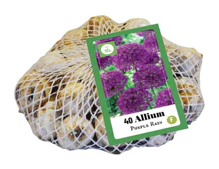 Zierlauch Purple Rain (40 Stück) | Alliumzwiebeln Von Jub Holland