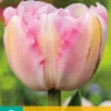 Tulpe Finola (7 Stück) | Gefüllte Tulpen Von Jub Holland