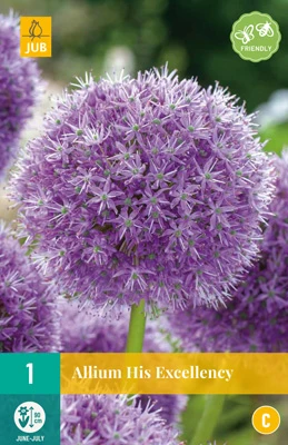 Allium His Excellency (1 Stück) | Zierlauchzwiebeln Von Jub Holland