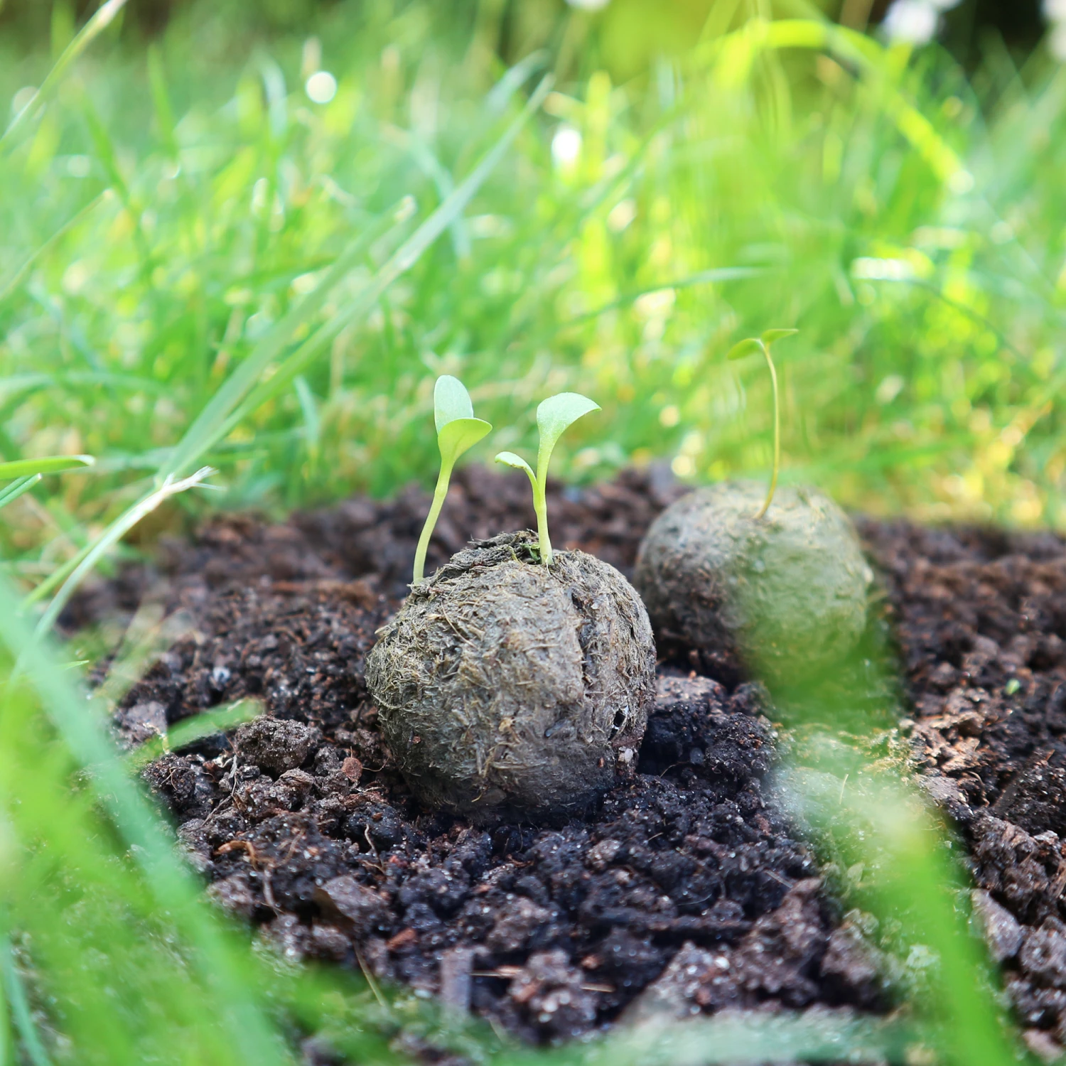 Samenbomben Die Mohnlandschaft (6 Stück) | Mohnsamen Von FLORTUS – Bild 5