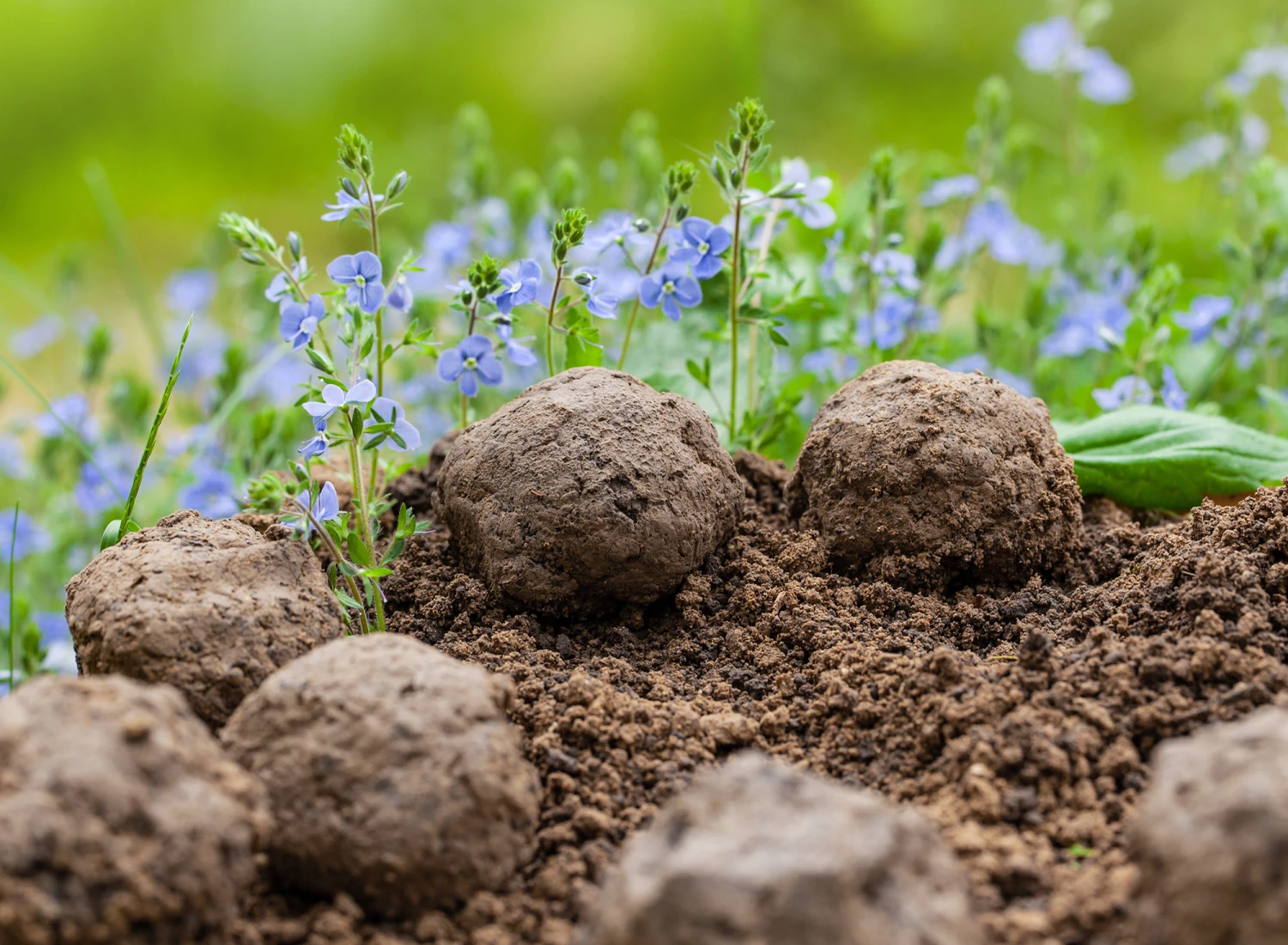 Samenbomben Set (8 Päckchen) | Blumensamenmischung Von FLORTUS – Bild 7